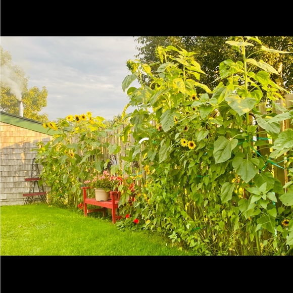 Meet your Posher, Lynne - Picture 2 of 5